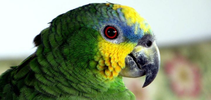 Amazona amazonica - Amazzone dell'amazzonia