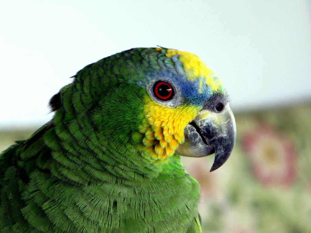 Amazona amazonica - Amazzone dell'amazzonia