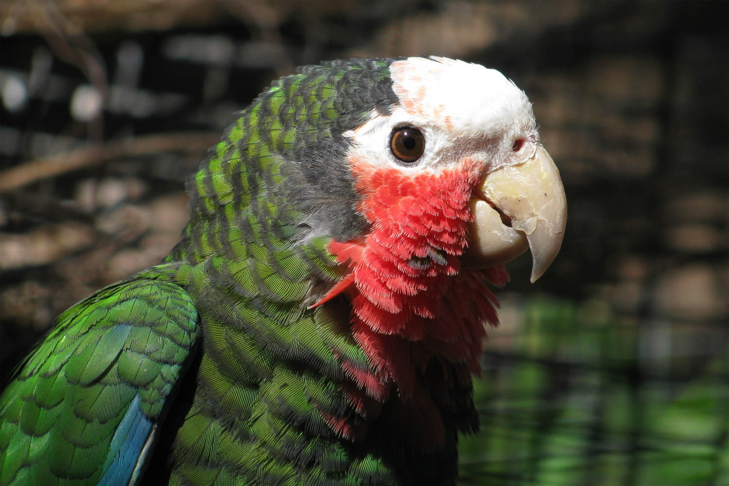 amazona-leucocephala-amazzone-di-cuba