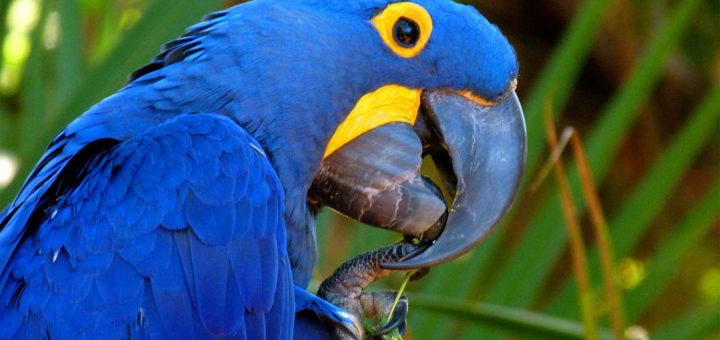 anodorhynchus-hyacinthinus-ara-giaginto-ara-blu