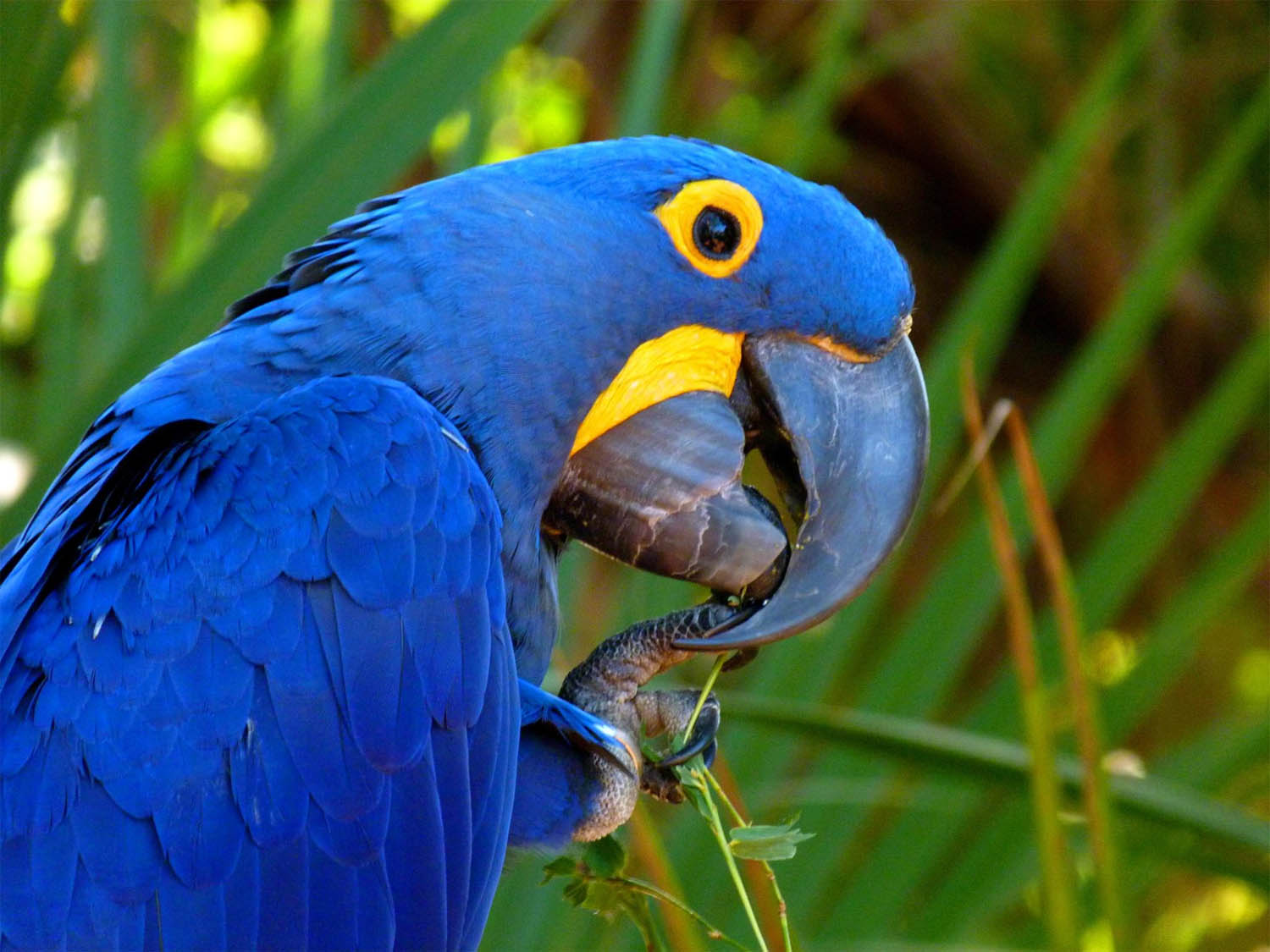 anodorhynchus-hyacinthinus-ara-giaginto-ara-blu