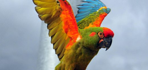 ara-rubrogenys-ara-fronte-rossa