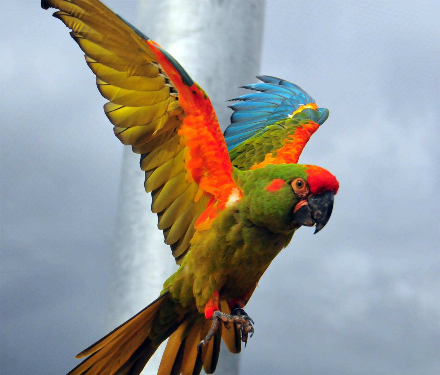 ara-rubrogenys-ara-fronte-rossa