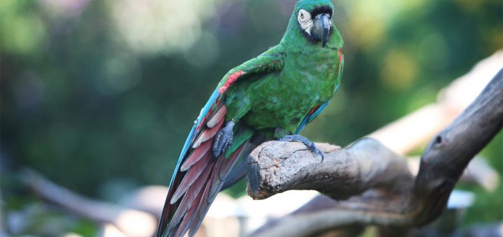 ara-severus-ara-fronte-castana