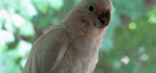 cacatua-goffiniana-cacatua-delle-tanimbar
