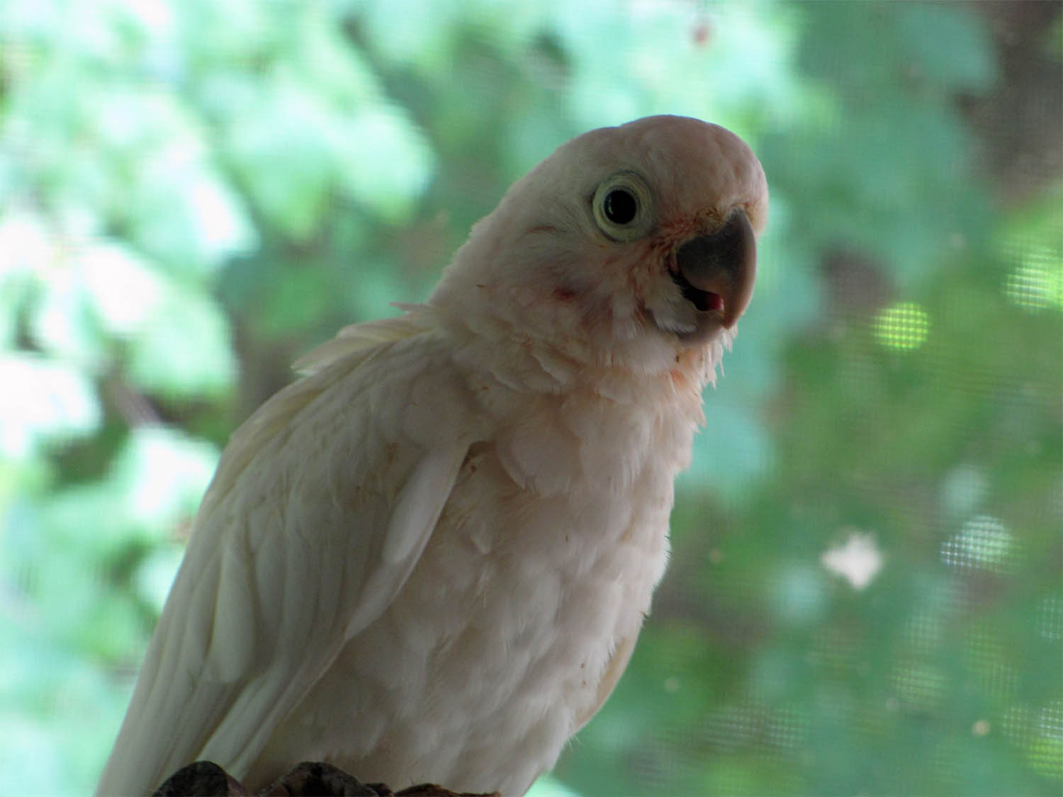 cacatua-goffiniana-cacatua-delle-tanimbar