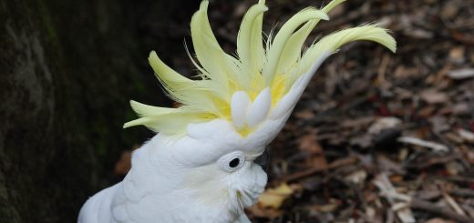 cacatua-sulphurea-cacatua-ciuffo-giallo