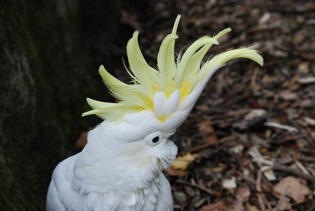 cacatua-sulphurea-cacatua-ciuffo-giallo