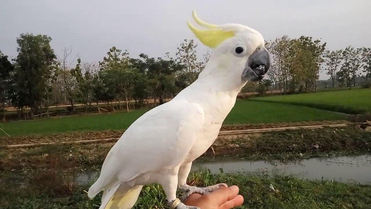 Cacatua ciuffo giallo Tutto Pappagalli