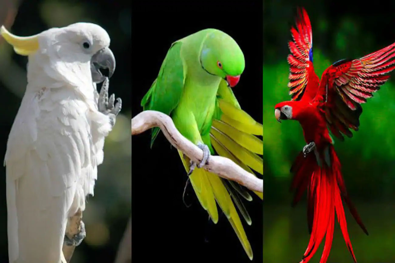 Le Specie Di Pappagalli Tutto Pappagalli