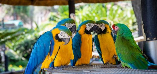 Le specie di pappagalli