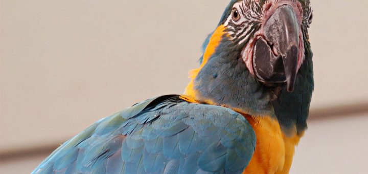 ara-glaucogularis-ara-golablu