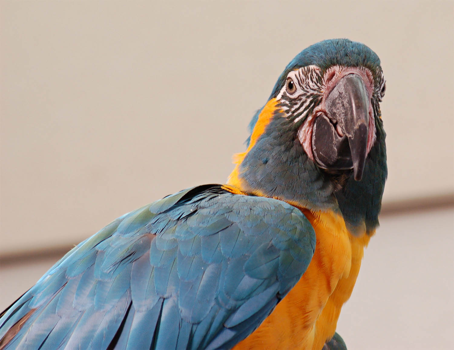 ara-glaucogularis-ara-golablu