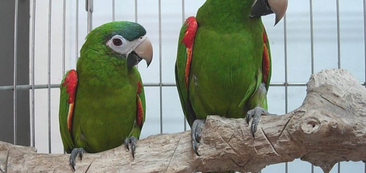 Ara Nobilis - Diopsittaca nobilis ara nobile