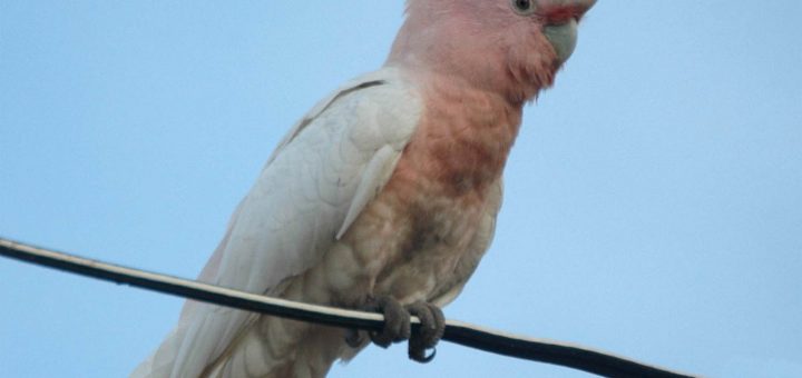 cacatua-lophochroa-leadbeateri-cacatua-leadbeater