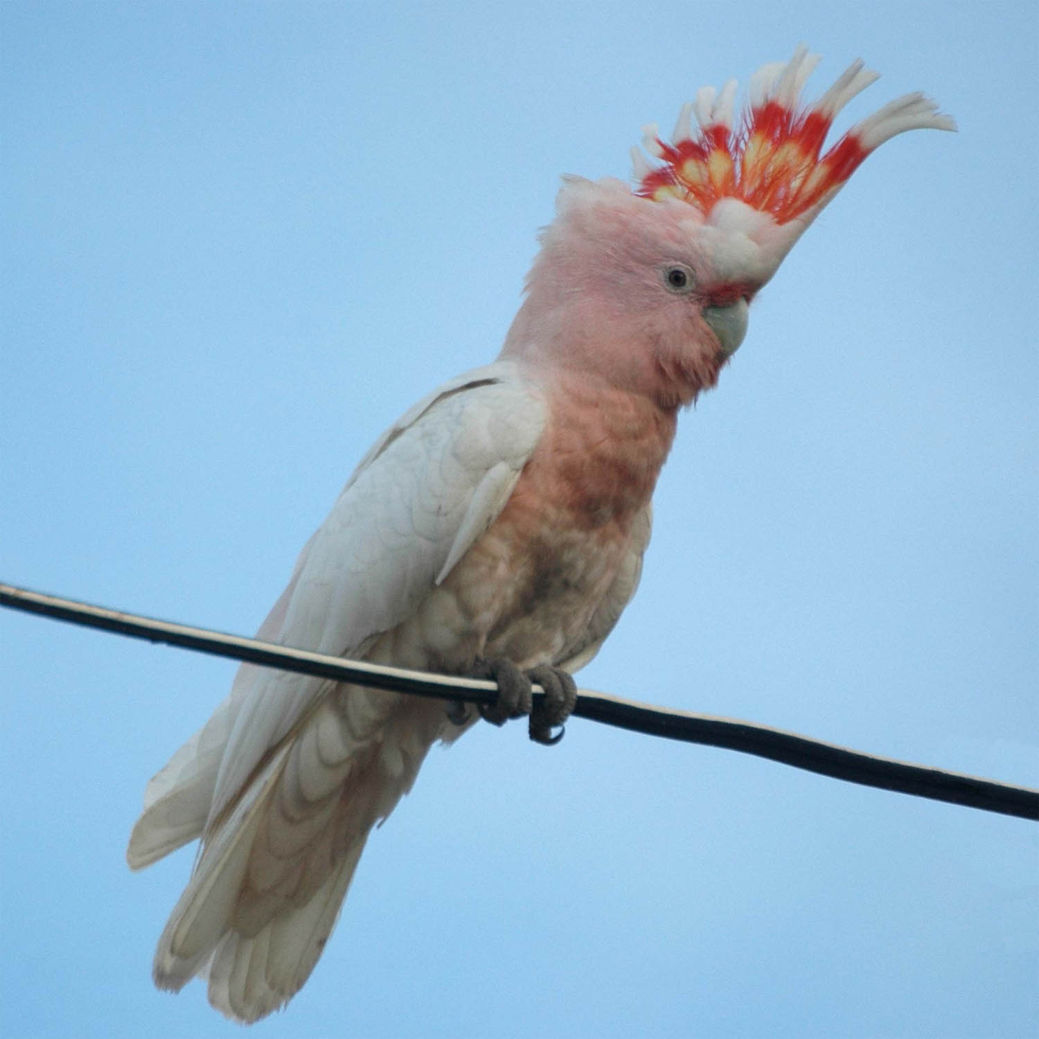 cacatua-lophochroa-leadbeateri-cacatua-leadbeater