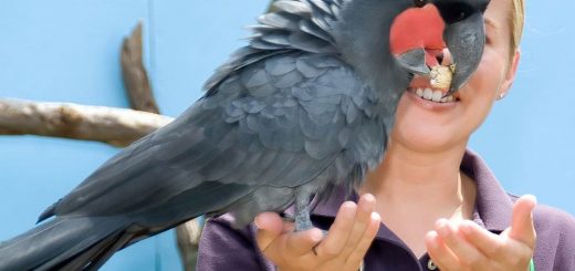 cacatua-probosciger-aterrimus-cacatua-nero-delle-palme
