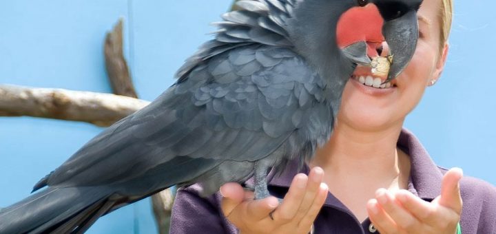 cacatua-probosciger-aterrimus-cacatua-nero-delle-palme