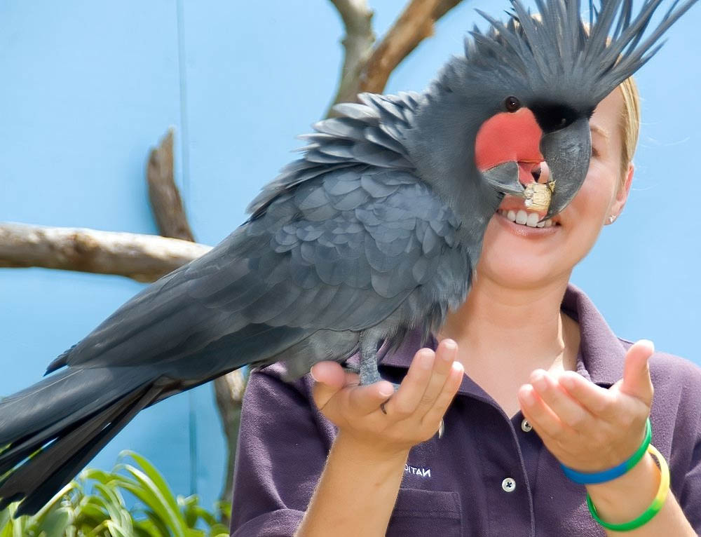 cacatua-probosciger-aterrimus-cacatua-nero-delle-palme