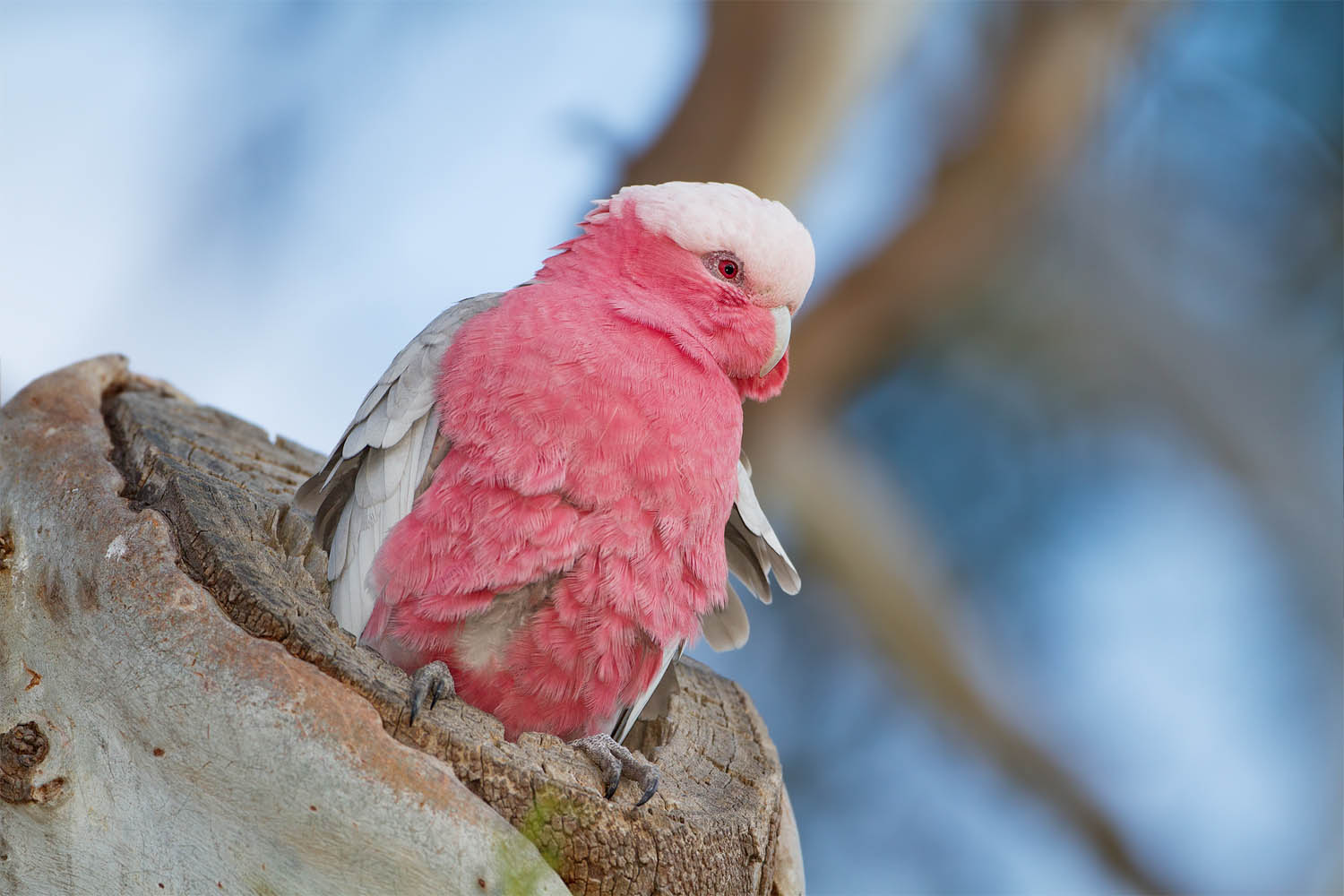 cacatua-roseicapilla-cacatua-rosa