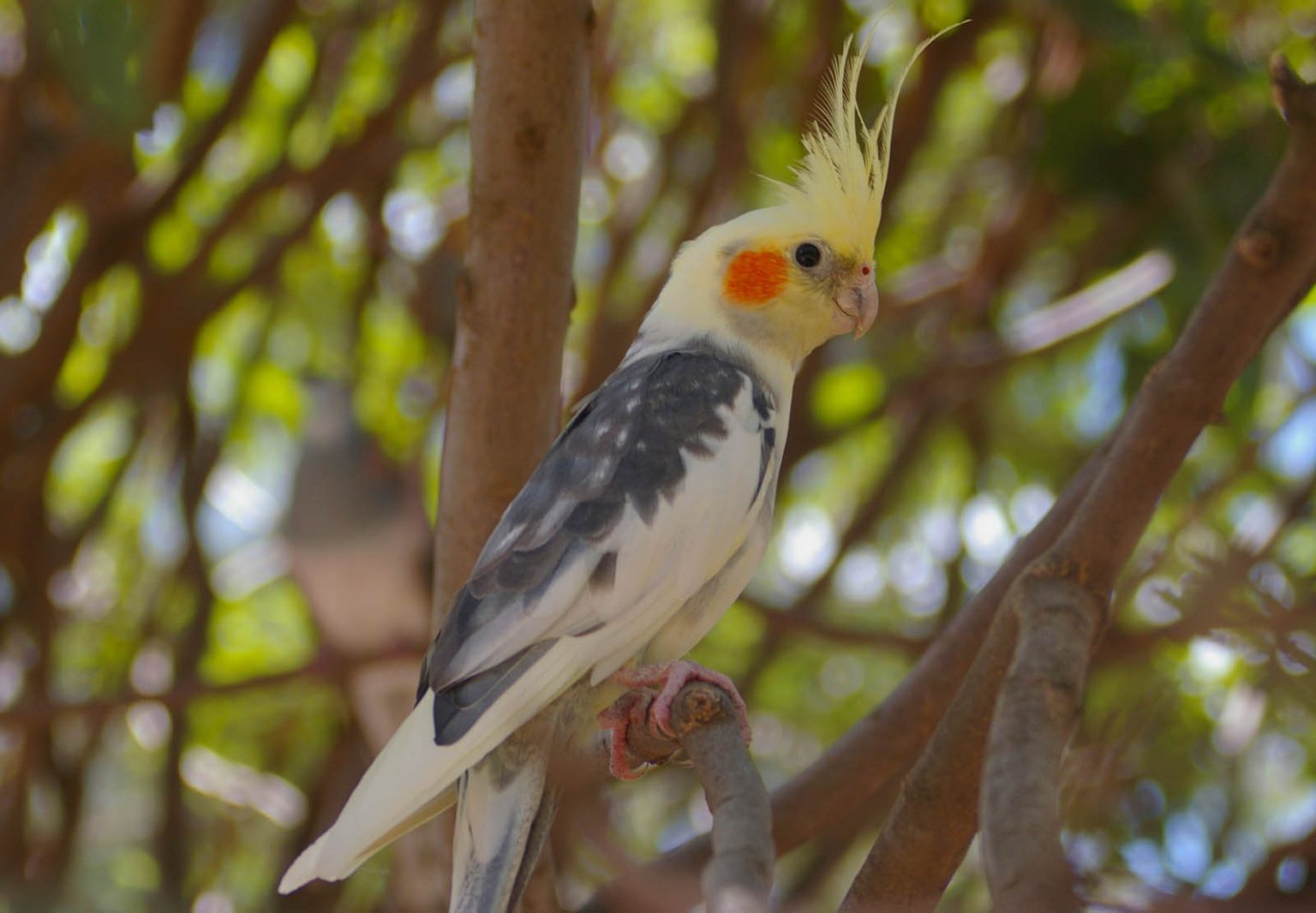 Calopsitta - Tutto Pappagalli