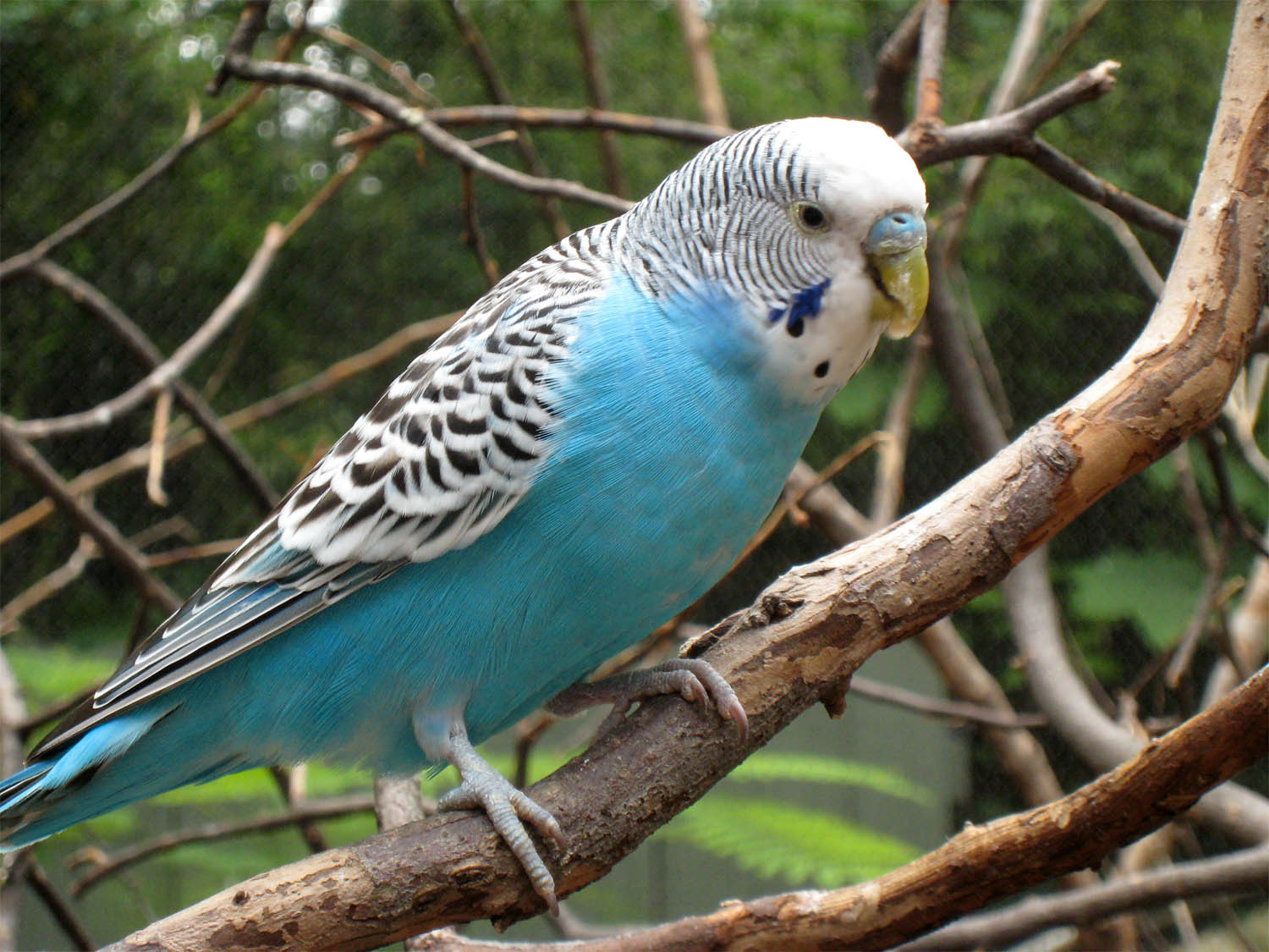 melopsittacus-undulatus-pappagallino-ondulato-parrocchetto-ondulato