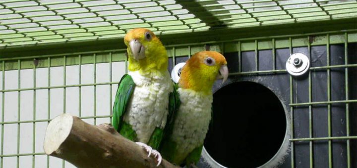 Pionites leucogaster - Caiacco testa gialla - Caiacco ventre bianco