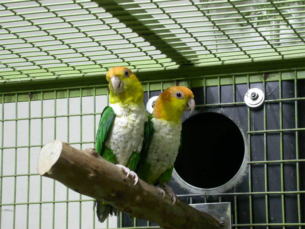 Pionites leucogaster - Caiacco testa gialla - Caiacco ventre bianco