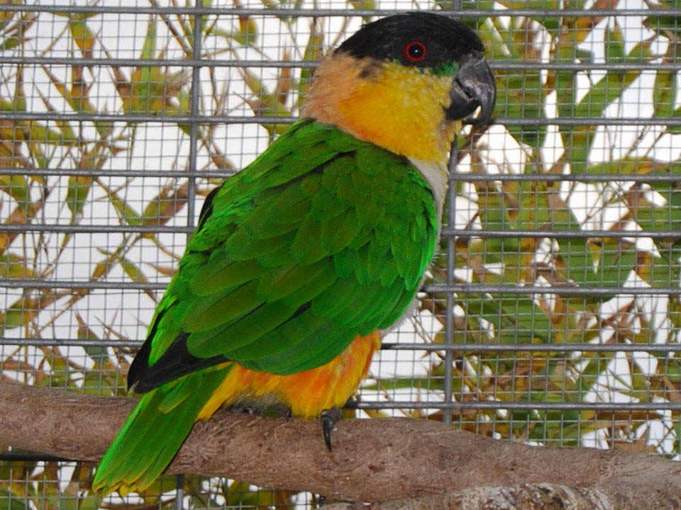 Pionites melanocephala-caicco testa nera