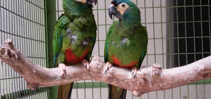 Primolius maracana - Ara maracanà - Ara d'illiger ara maracana