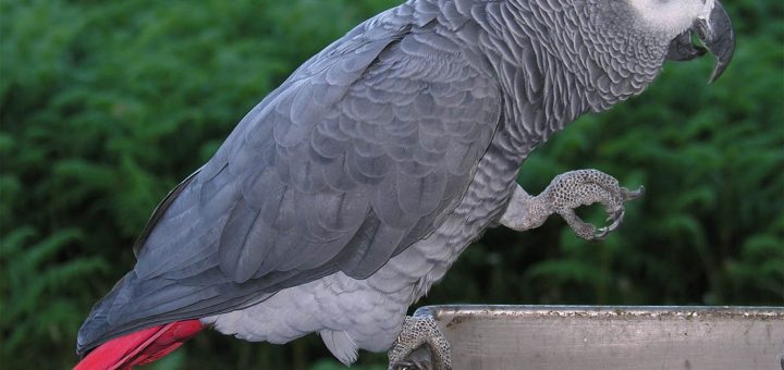 psittacus-erithacus-erithacus-cenerino