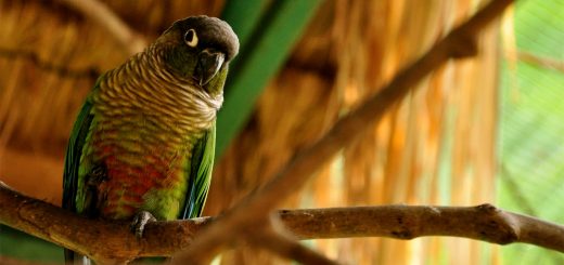 Pyrrhura Molinae - Conuro a guancie verdi