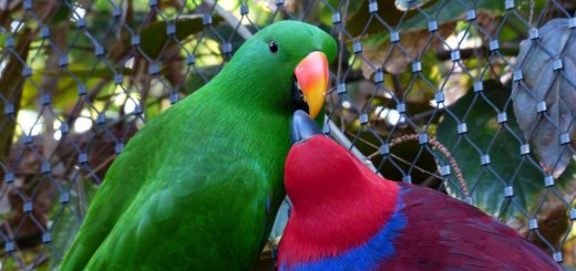 Eclectus Roratus - Pappagallo Ecletto