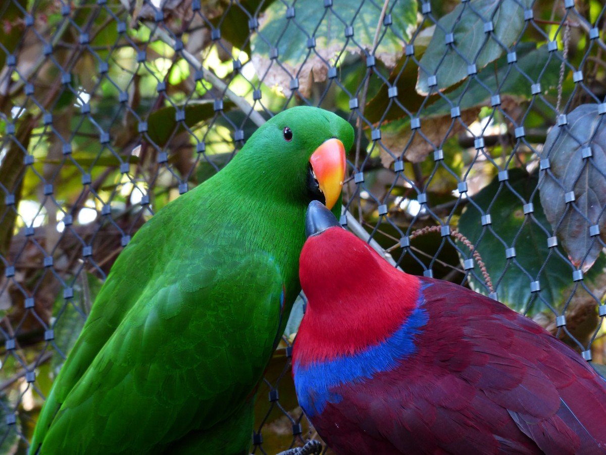 Eclectus Roratus - Pappagallo Ecletto