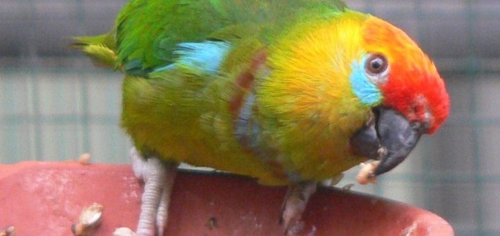 Psittaculirostris Desmarestii - Pappagallo Dei Fichi Di Desmarest