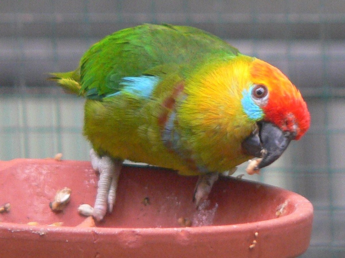 Psittaculirostris Desmarestii - Pappagallo Dei Fichi Di Desmarest