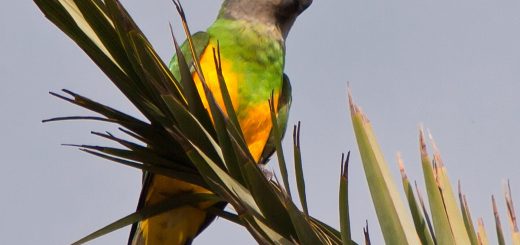 Poicephalus Senegalus - Pappagallo Del Senegal