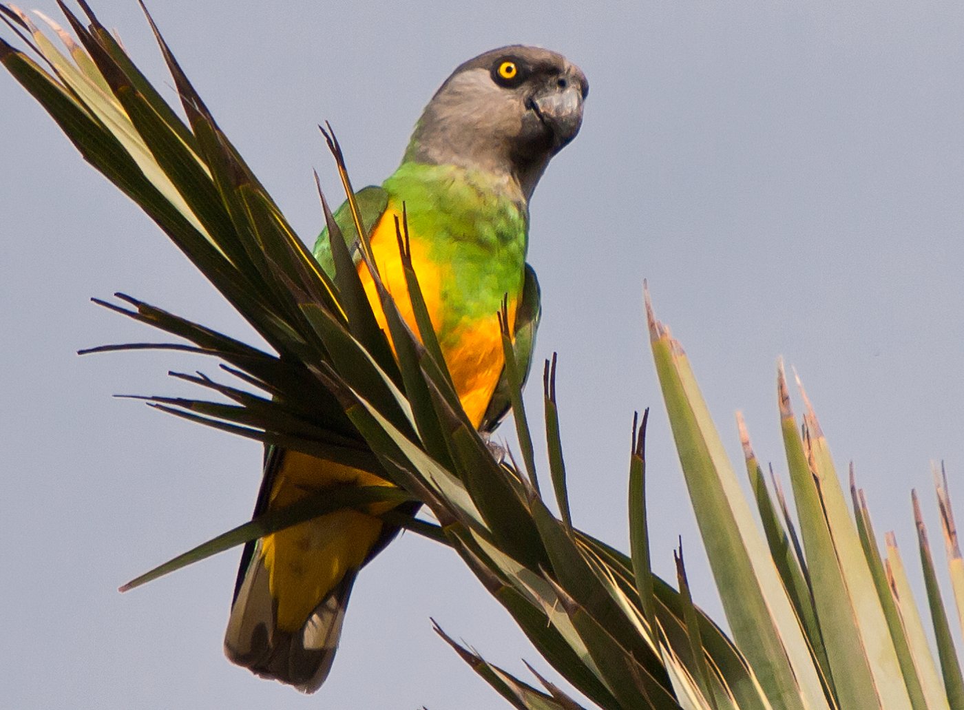 Poicephalus Senegalus - Pappagallo Del Senegal