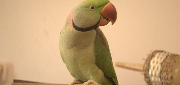 Psittacula Eupatria - Parrocchetto Alessandrino