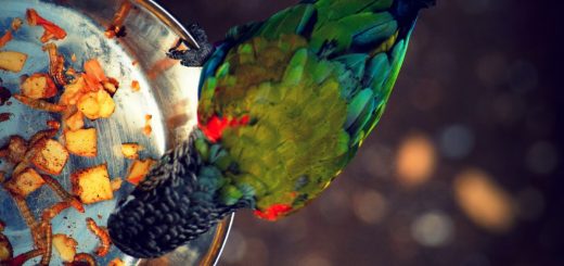 Alimentazione pappagalli