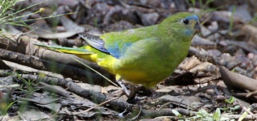 Neophema pulchela - Parrocchetto turchese