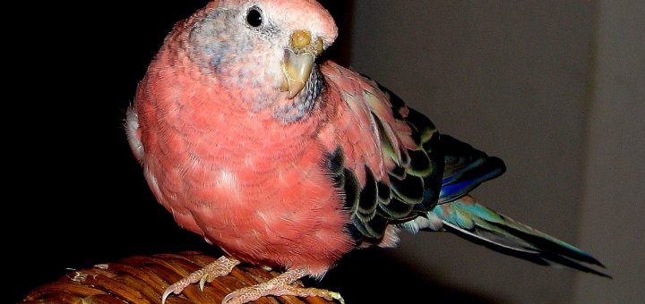 Parrocchetto di bourke