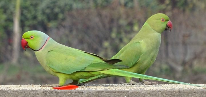 Parrocchetto dal collare - Psittacula krameri