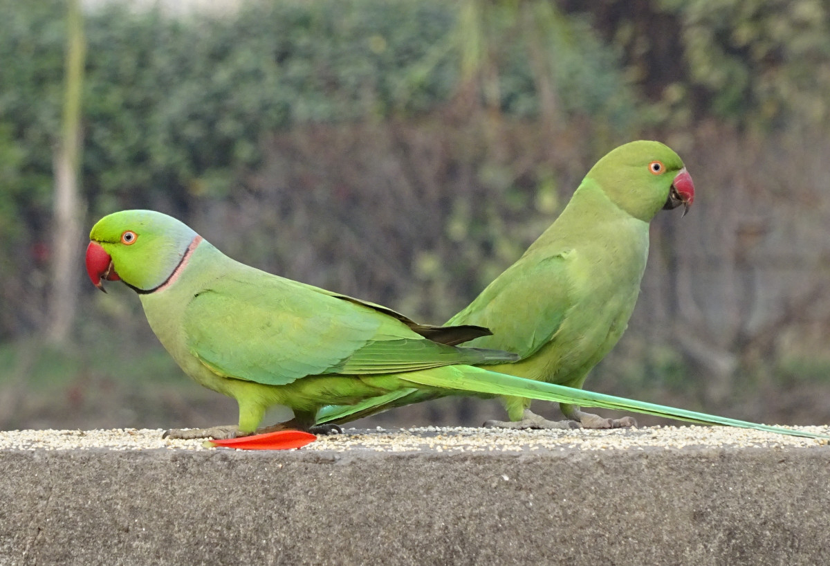 Parrocchetto dal collare - Psittacula krameri