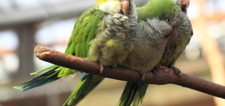 Parrocchetto monaco - Myiopsitta monachus