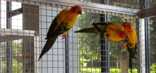 Voliera per pappagalli