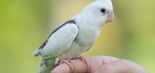 Addomesticare un Pappagallo