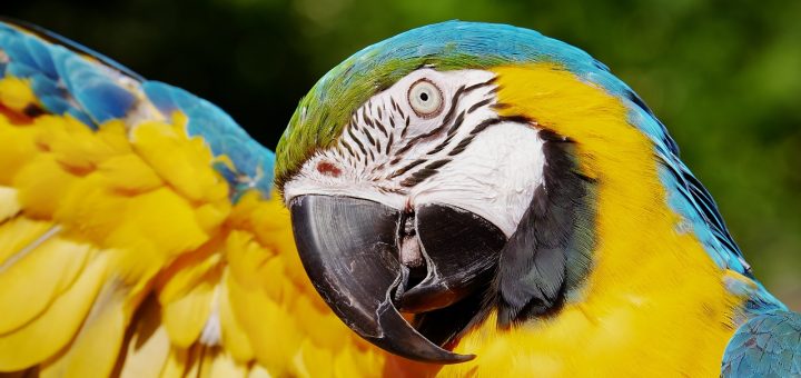 Personalità e comportamento nei pappagalli