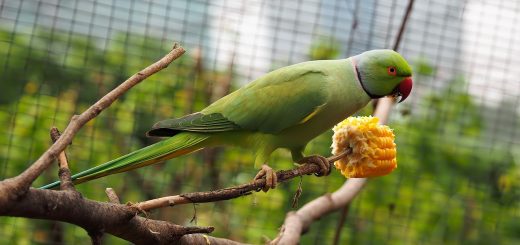 Giochi per Pappagalli