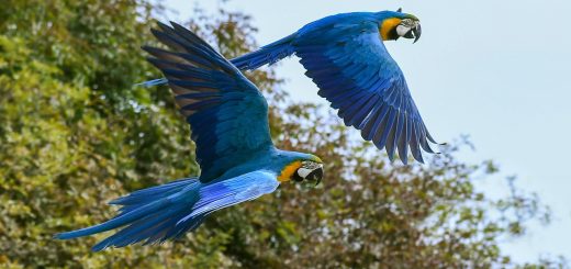 Pappagalli Volo Libero - Free Flight